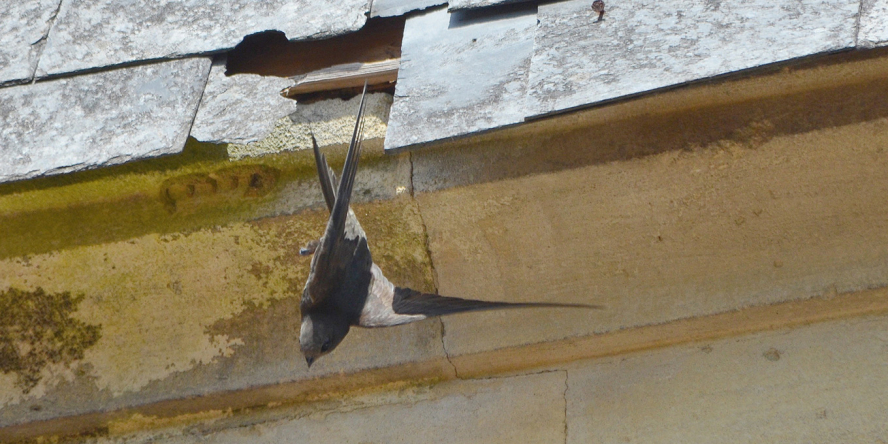 Un oiseau de couleur noire s'envole depuis un trou dans le toit d'une maison.